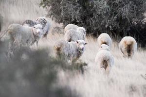 rebanho de ovelhas no fundo de grama da Patagônia foto