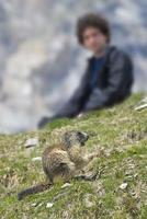 homem observando marmota de porco terrestre foto