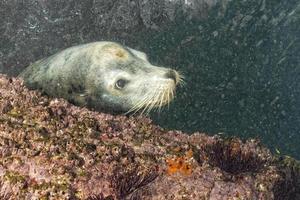 leão-marinho macho debaixo d'água olhando para você foto
