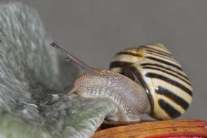 caracol de antena fechar retrato foto