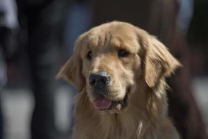 cão retriever dourado foto