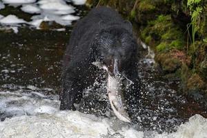 urso negro comendo um salmão no Alasca foto