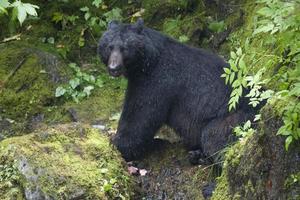 urso preto isolado enquanto comia um salmão no alasca foto