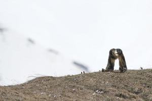 duas marmotas enquanto lutam foto
