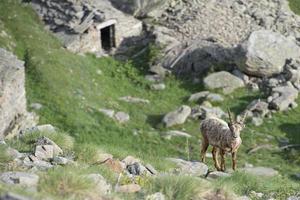 veado ibex isolado ovelha de chifre longo steinbock foto