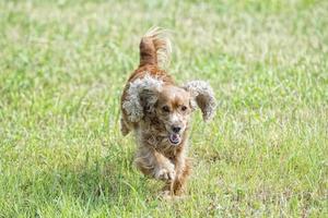 cachorrinho feliz correndo para você foto