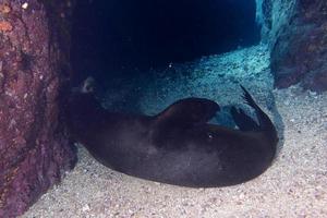 leão-marinho debaixo d'água enquanto coça na areia foto