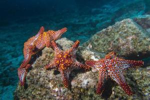estrelas do mar em uma paisagem subaquática colorida de recife foto