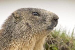 retrato de marmota enquanto olha para você foto