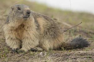 retrato de marmota, close-up foto