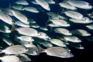 dentro de um cardume de peixes debaixo d'água foto