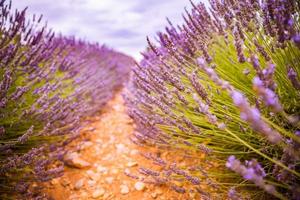 cores vivas, natureza pacífica e idílica de verão, desfoque a cena floral. close-up do campo de lavanda francesa ao pôr do sol, provence, frança, valensole. paisagem da natureza de verão. bela paisagem do campo de lavanda foto