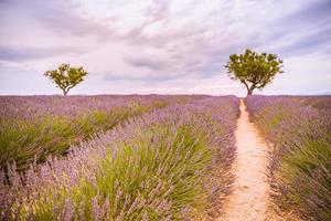 vista panorâmica do campo de lavanda francesa ao pôr do sol. pôr do sol sobre um campo de lavanda violeta em provence, frança, valensole. paisagem da natureza de verão. bela paisagem do campo de lavanda, aumentar as cores foto