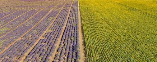 vista aérea panorâmica do campo de lavanda. paisagem aérea de campos agrícolas, incrível vista panorâmica do drone, flores de lavanda florescendo em linha, linhas. bandeira da temporada de verão da agricultura foto
