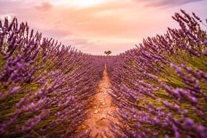 linhas e pôr do sol sonhador do campo de lavanda. closeup de natureza artística com campo de lavanda e céu pôr do sol, cenário maravilhoso de verão, cores dramáticas. bandeira inspiradora da natureza. paisagem floral pacífica foto