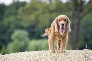 cachorro cocker spaniel olhando para você ao pôr do sol foto