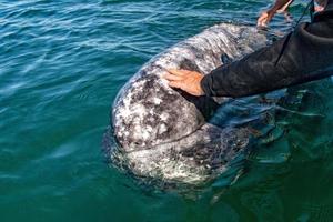 mão humana em baleia cinzenta se aproximando de um barco foto