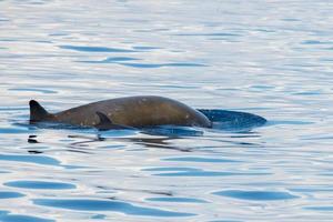 raro golfinho bico de ganso baleia zífio cavirostris foto