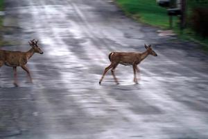 veados de cauda branca na estrada perto das casas na zona rural do estado de nova york foto