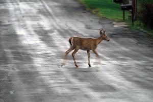 veados de cauda branca na estrada perto das casas na zona rural do estado de nova york foto