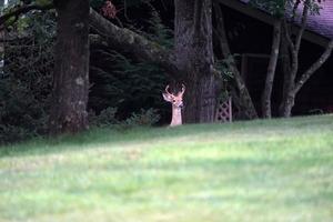 retrato de veado de cauda branca perto das casas na zona rural do estado de nova york foto