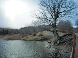 floresta de faias com uma árvore muito velha no lago calamone ventasso itália foto