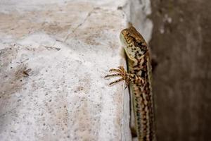 retrato de detalhe de macro de lagarto europeu caçando um mosquito foto