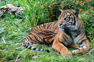 retrato de tigre de sumatra de perto enquanto olha para você foto