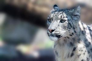 leopardo da neve close-up retrato foto