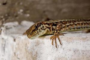 retrato de detalhe de macro de lagarto europeu foto