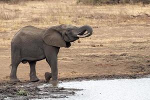 elefante bebendo na piscina no parque kruger na áfrica do sul foto