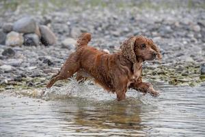 cachorrinho cão jovem cocker spaniel inglês enquanto corre na água foto
