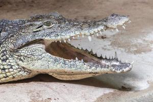 detalhe da boca aberta do crocodilo foto
