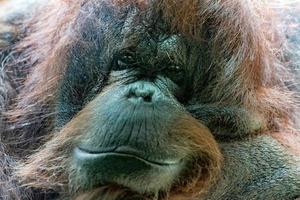 macaco orangotango close-up retrato foto