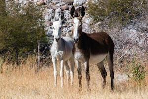 retrato de burro marrom foto