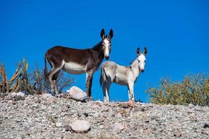 retrato de burro selvagem no deserto de baja california foto