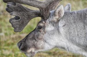 renas selvagens em spitzbergen foto