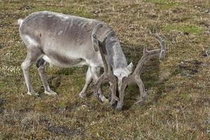 renas selvagens em spitzbergen foto