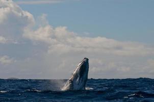 cauda de baleia jubarte descendo no mar azul da polinésia foto