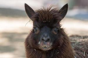 retrato de alpaca enquanto olha para você foto