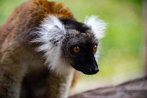 retrato de macaco lêmure de madagascar em uma árvore foto