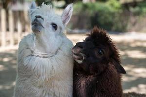 retrato de alpaca enquanto olha para você foto