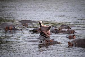 hipopótamos lutando no parque kruger na áfrica do sul foto