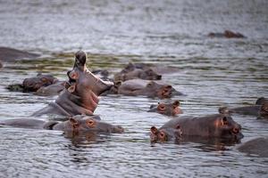 hipopótamos lutando no parque kruger na áfrica do sul foto