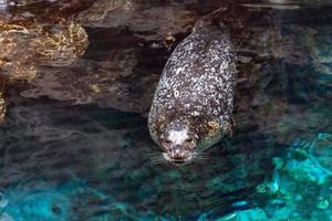 filhote de cachorro recém-nascido foca cinza monge vindo até você foto