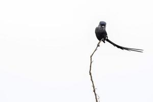 pássaro picanço de cauda longa corvinella melanoleuca no parque kruger foto