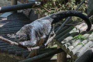 retrato de close-up de urso asiático de binturong foto