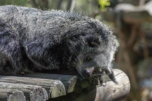 retrato de close-up de urso asiático de binturong foto