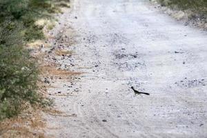 pássaro papa-léguas correcamino na Califórnia foto