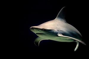 mandíbulas de tubarão-touro prontas para atacar à noite isoladas em preto foto